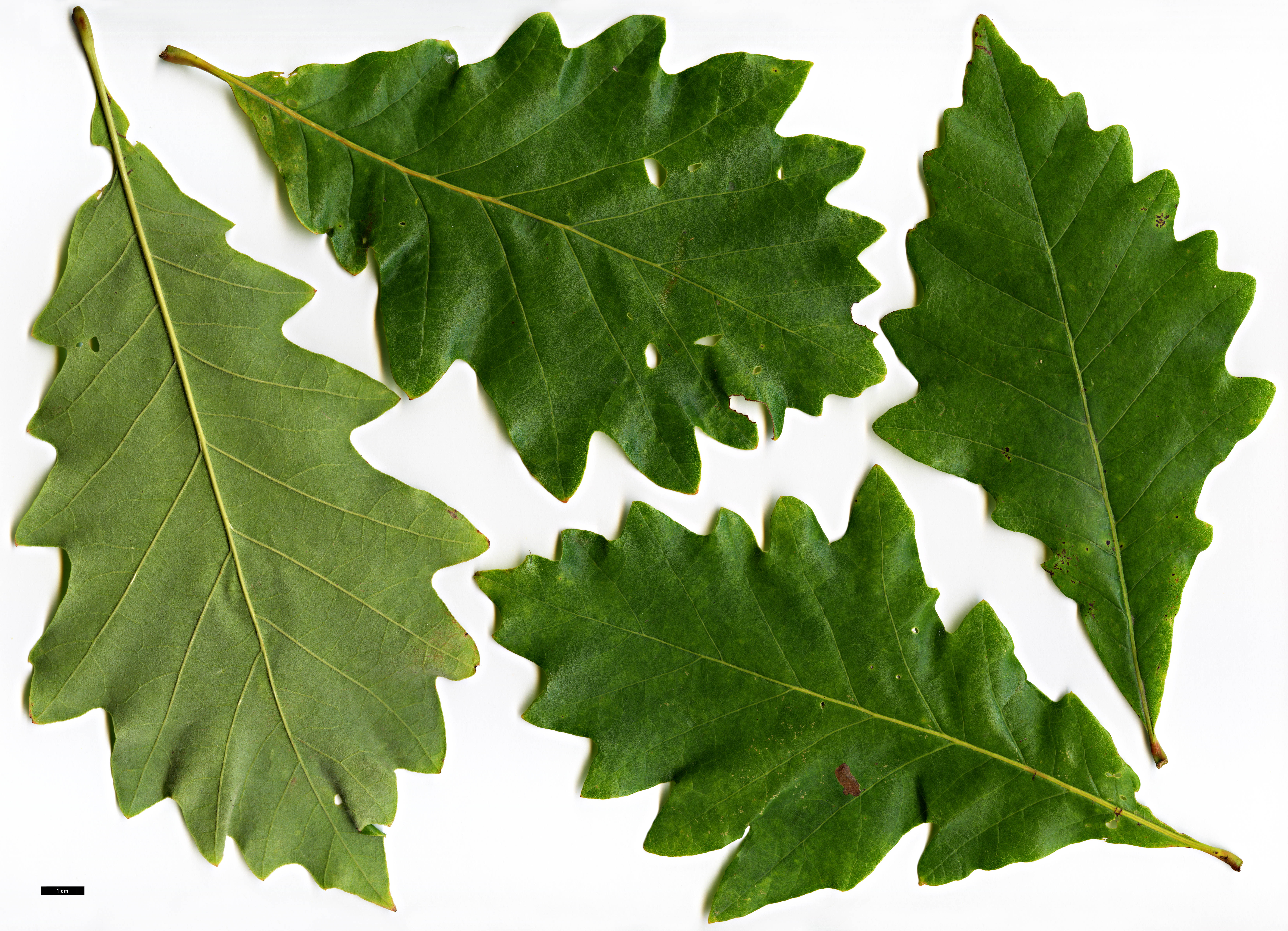 High resolution image: Family: Fagaceae - Genus: Quercus - Taxon: ×introgressa (Q.bicolor × Q.muehlenbergii × Q.prinoides)